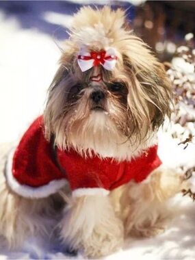 Pet Santa Coat and Hat